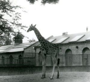 La girafe Maud, debout dans le paddock devant la maison des girafes, zoo de Londres, 1923